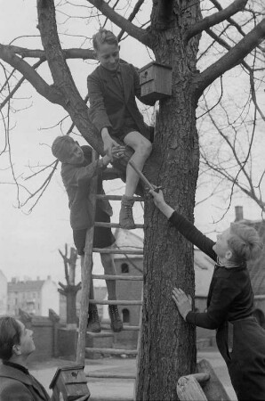 Schüler mit einem Vogel-Nistkasten : Schüler beim Anbringen des Nistkastens an einem Baum