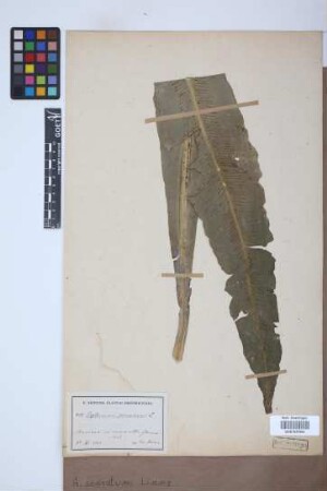 Asplenium serratum L.