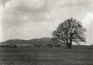 Löbauer Berg. Ansicht mit großer Eiche von Herwigsdorf