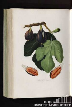 Fico San-Piero