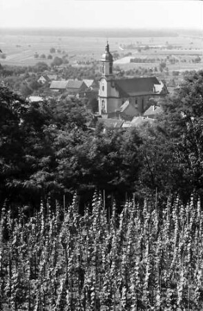 Riegel: Blick auf Riegel, Vordergrund Weinberg