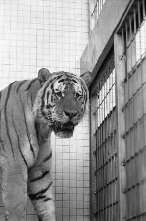 Nachwuchs bei den sibirischen Tigern im Karlsruher Zoo