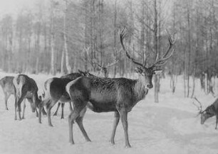 Ein Vierzehnender und Hirschkühe, Deutschland : Geographie | Wirtschaftsgeographie | Nutztiere | Nahrung liefernde Tiere (Jagdtiere)
