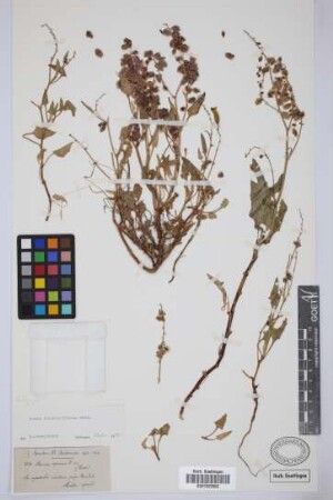 Rumex vesicarius L. var.