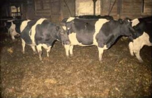 Fotografie: Stallsystem, Milchviehhaltung, Tieflaufstall