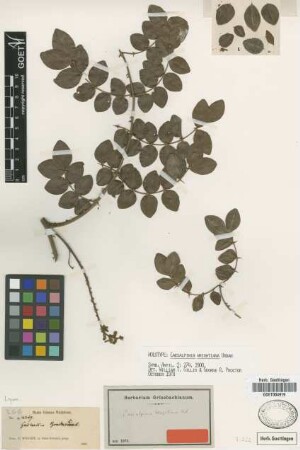 Caesalpinia wrightiana Urb. [holotype]