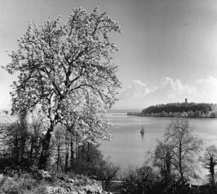Blühender Strauch am Bodensee mit Blick zur Insel Mainau