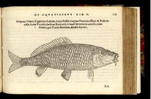 Cyprinus Latinis