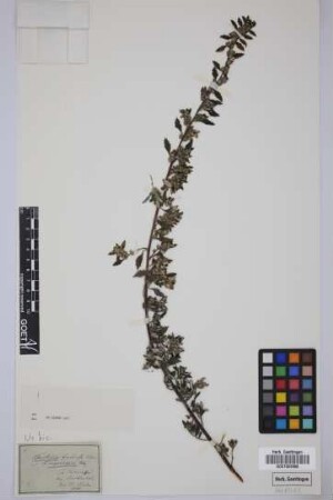 Forsskaolea angustifolia Retz.