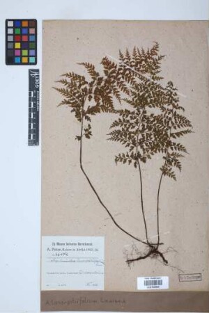 Asplenium laserpitiifolium