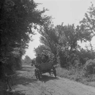 Heimweg von der Rosenernte in Karnare mit dem Pferdegespann
