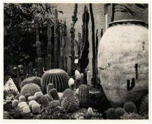 Ausstellungsgarten Deutsche Gartenbau-Ausstellung 1933, Berlin: Innenansicht Ausstellungshalle, kleines Kakteenwäldchen