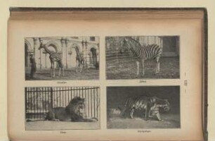 Giraffen. Zebra. Löwe. Königstiger