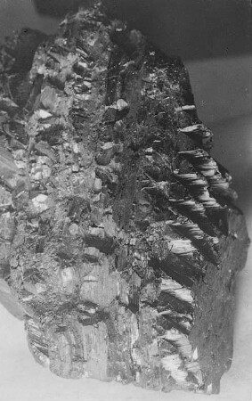 Kammförmige Absonderung der Kohle (R. Potonié) : Geologie | Kohlengeologie | Entstehung der Kohle