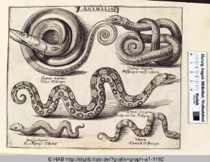 Animalia: Schlangen