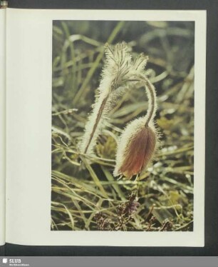 Bergküchenschelle - Anemone montana