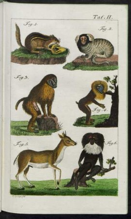 Taf. II. Fig. 1. - Fig. 6.