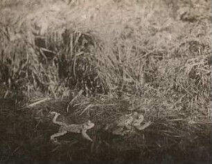 Erdkröte (Bufo bufo-Komplex), lediges Männchen bedrängt ein Paar