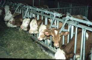 Fotografie: Gruppenhaltung, Futtervorlage, Fressgitter