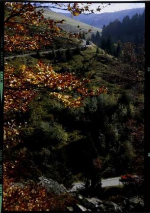 Stohren: Bach, Vordergrund goldener Herbstbaum