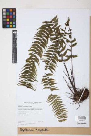 Asplenium harpeodes Kunze