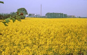 Rapsfeld, dahinter Müllverbrennungsanlage