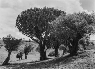 Savanne : Dornenbusch und Wolfsmilchpflanze in der Savanne. Aufnahmeort unweit der Grenze zwischen Tansania und Kenia