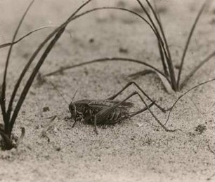 Warzenbeißer (Decticus verrucivorus L.), Weibchen