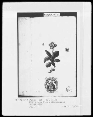 Georg Friedrich Heß, Blumenbuch — Primel, Folio 1recto