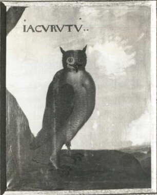IACVRVTV Uhu (Bubo sp., Strix magellanica)