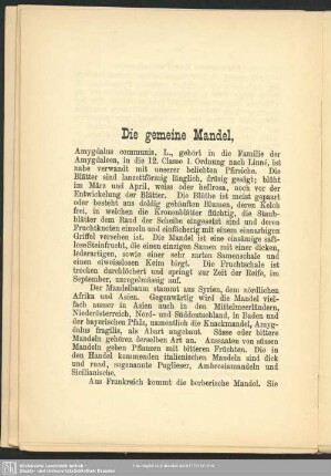 Die gemeine Mandel