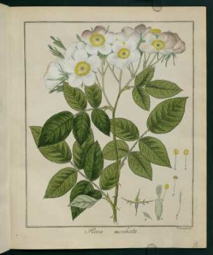 9r, Rosa moschata