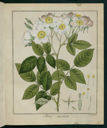 9r, Rosa moschata