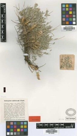 Astragalus amblolepis Fisch. [isotype]