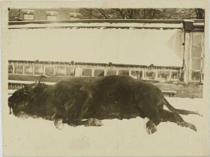 Bison bonasus (Linnaeus, 1758)