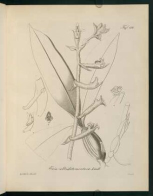 136r-136v, Eria albidotomentosa Lindl.