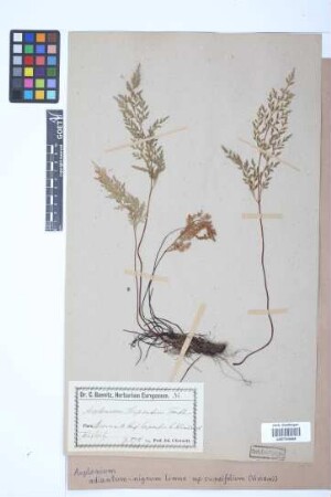 Asplenium adiantum-nigrum subsp. cuneifolium (Viv.) Asch.