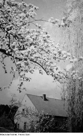 Blühender Obstbaum