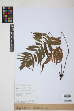 Asplenium delitescens (Maxon) L.D.Gómez