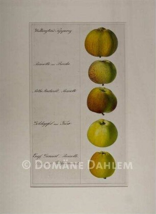 Tuschzeichnung "Äpfel"