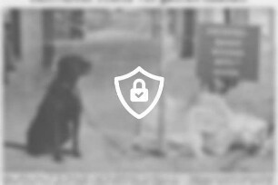 Schwarzer Hund vor gelben Säcken