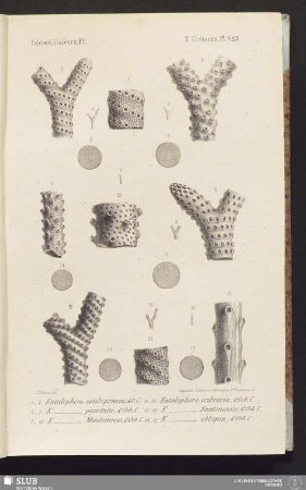 Pl. 623