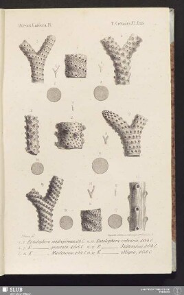 Pl. 623