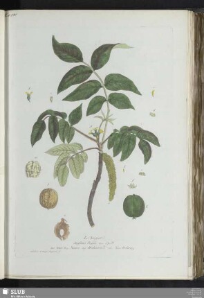 Le Noyer