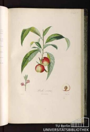 Pl. LI. Pêche-cerise.