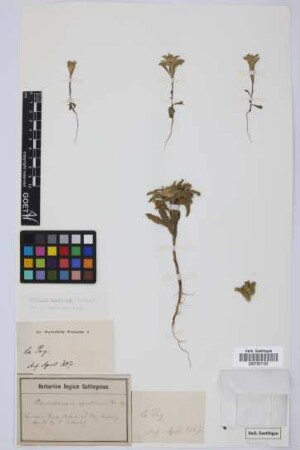 Odontospermum aquaticum (L.) Sch.Bip.