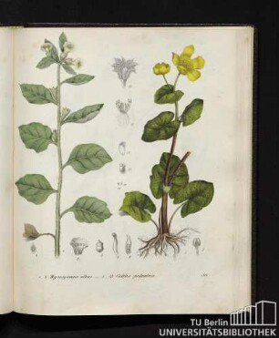 1. - 4. Hyoscyamus albus. / 5. - 13. Caltha palustris.