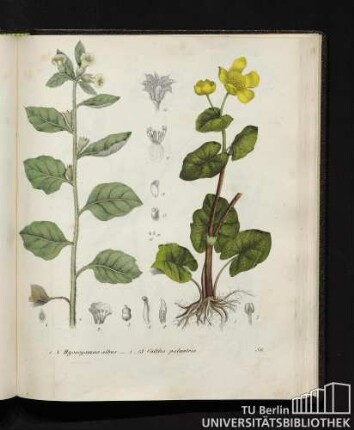 1. - 4. Hyoscyamus albus. / 5. - 13. Caltha palustris.