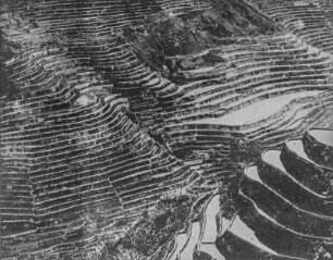 Terrassenhänge : Terrassenhänge zur Kultuvierung von Reis