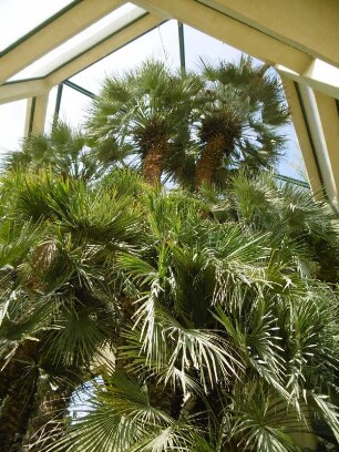 Padua: Orto Botanico/Botanischer Garten